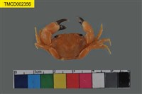 藏品(光手酋婦蟹)的圖片